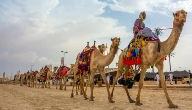 Arabia Saudita impulsa una iniciativa única al otorgar pasaportes a camellos.