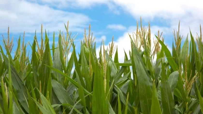 Argentina lidera la innovación agrícola global con aprobación de nueva tecnología de maíz
