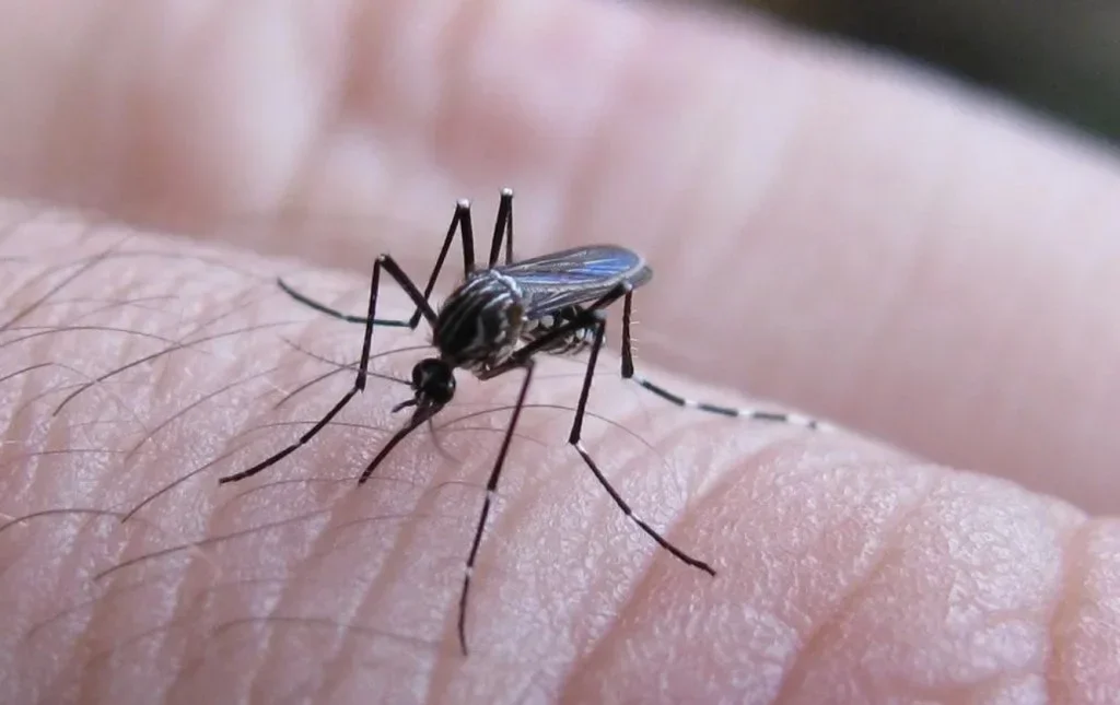 Aumento alarmante: 258 nuevos casos de fiebre chikungunya en todo el país
