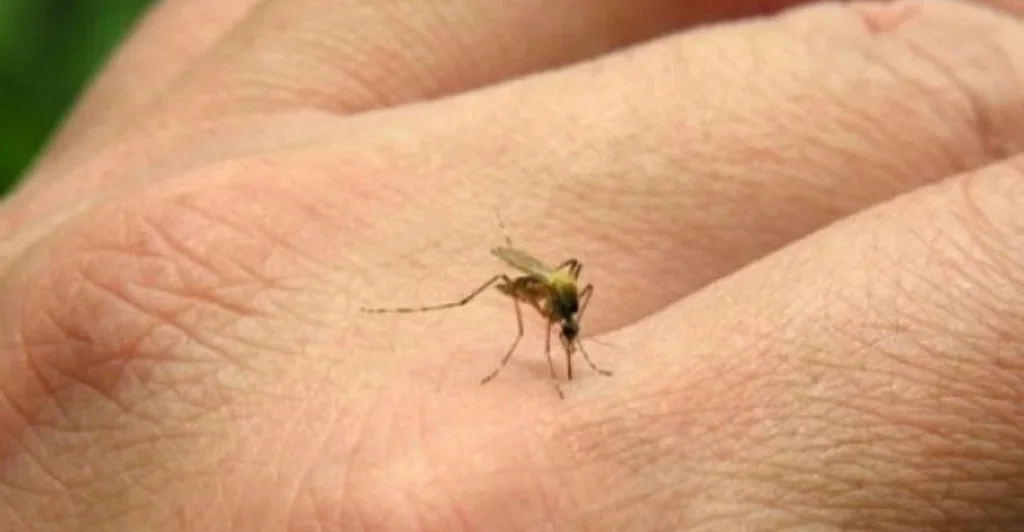 Aumento de casos de chikungunya en el NOA genera preocupación en la región