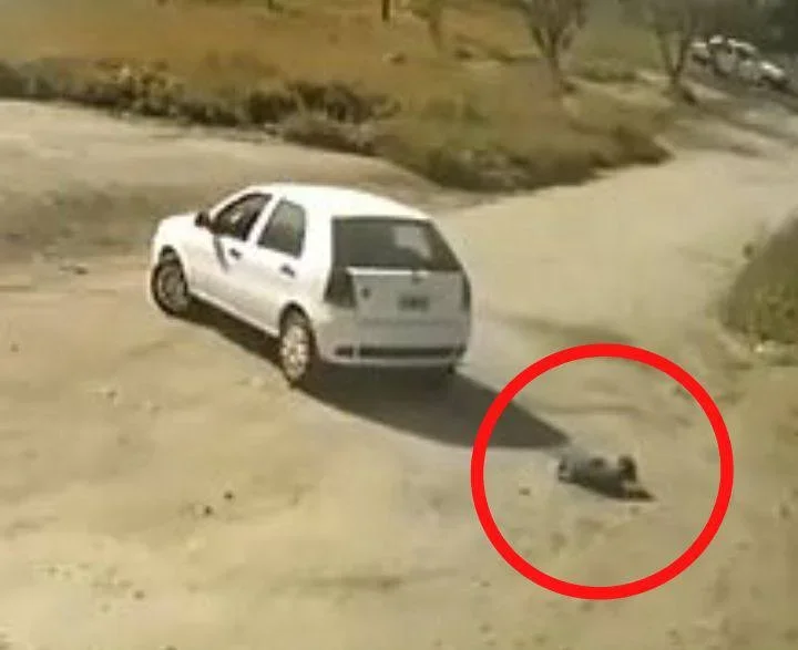 Automovilista detenido tras atropellar a un perro en la Capital riojana