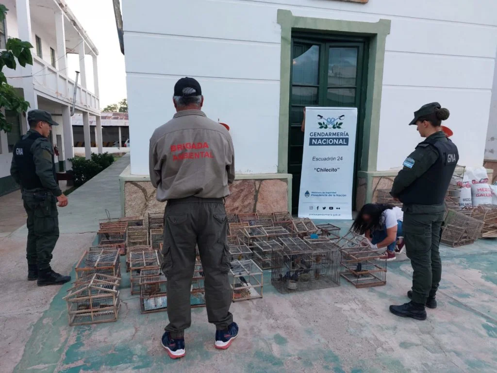 Chilecito combate la tenencia ilegal de aves silvestres con nuevos operativos