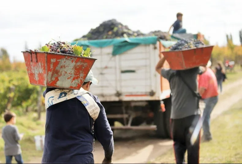 Crisis en el sector vitivinícola: 135 familias riojanas enfrentan la pérdida de empleo