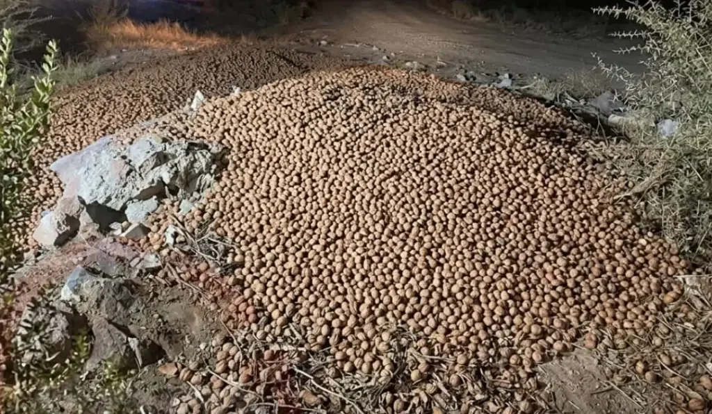 Detención de chofer en Nonogasta por fraude en pesaje de nuez millonaria