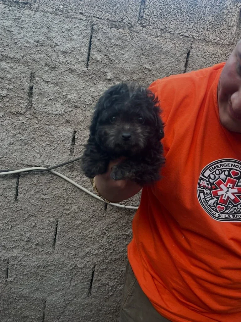 Rescatan a un perro en Jardín Norte tras quedar atrapado en un desagüe