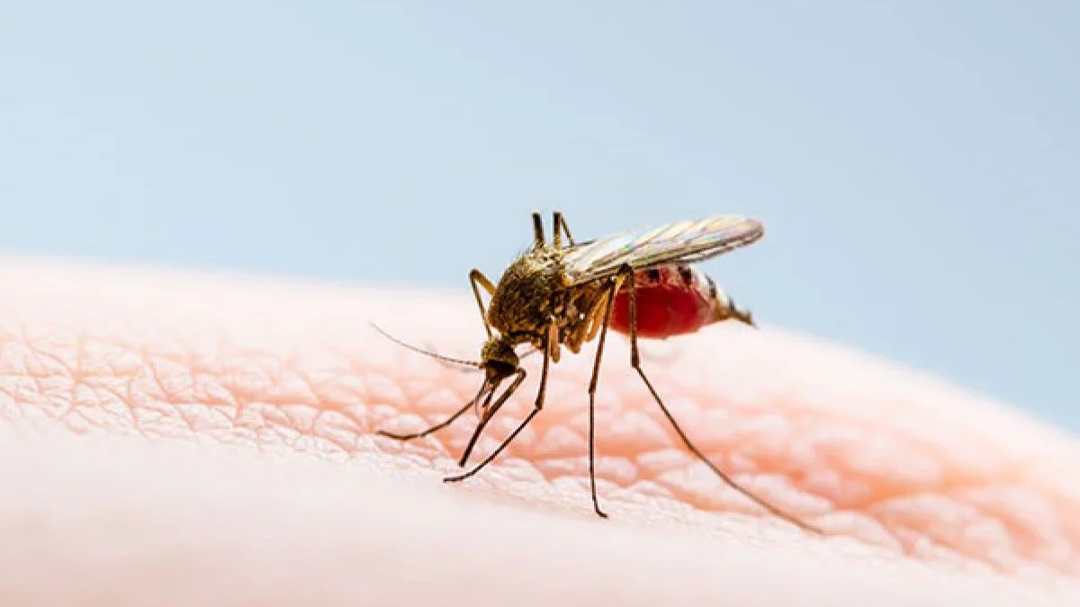 Segunda dosis de vacuna contra el dengue: importancia de completar el esquema de inmunización