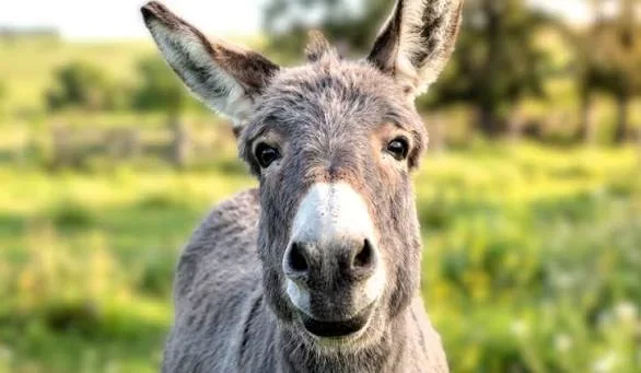 Aimogasta en duelo: la conmoción por la muerte del burro "Manincho