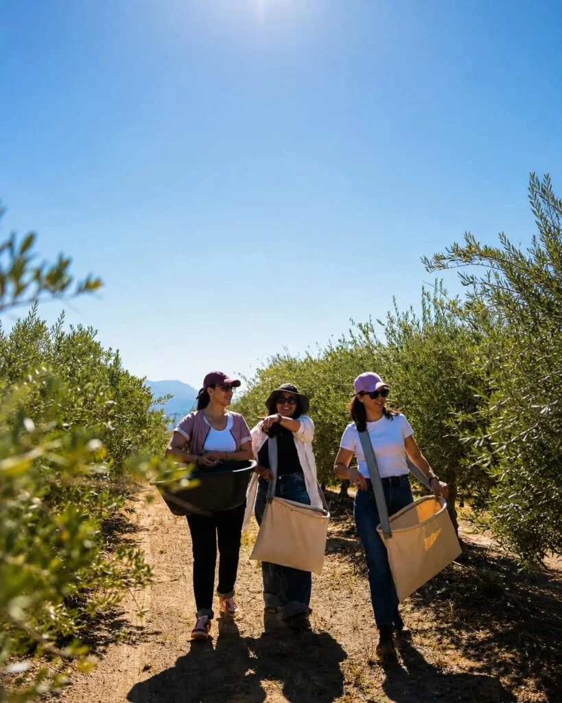 Aimogasta se prepara para una gran fiesta en el Día Nacional de la Olivicultura este fin de semana