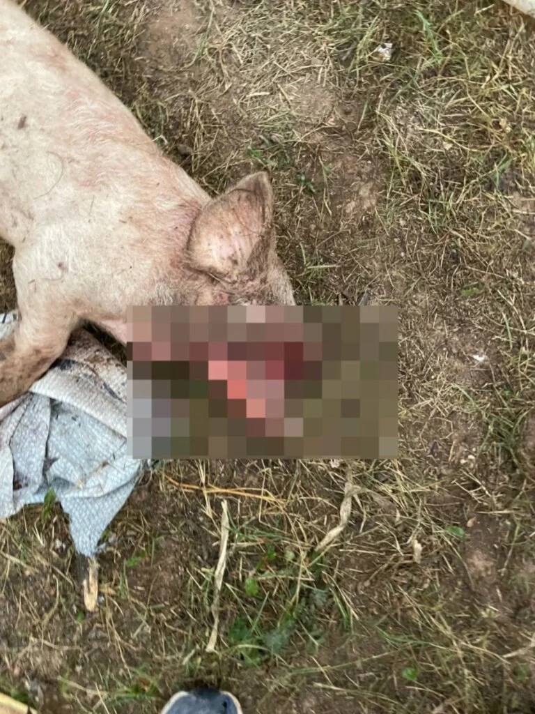 Alarma en La Rioja: productores de Catuna denuncian mutilaciones en animales