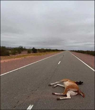 Aumento de fauna silvestre atropellada en La Rioja genera alerta en conductores