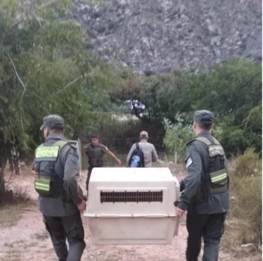 Cóndor Andino rescatado en Chilecito recibe atención médica en La Rioja