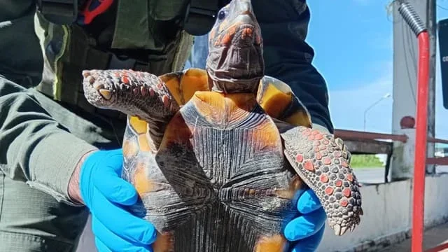 Detenida mujer con tortuga en olla durante operativo en Formosa