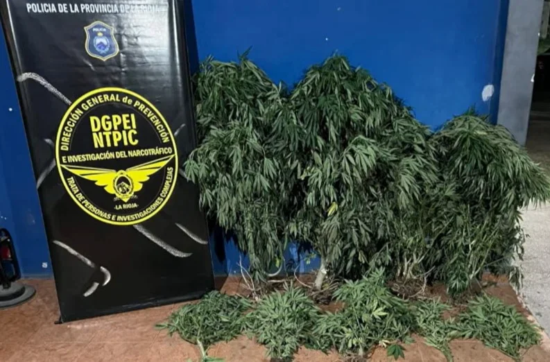 Detenido en operativo antidrogas en Los Militares: se incautaron 14 plantas de cannabis