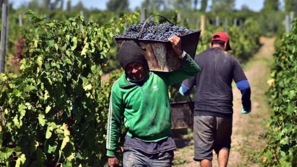 El sector vitivinícola en crisis: 52 despidos y cierre de fincas en La Rioja