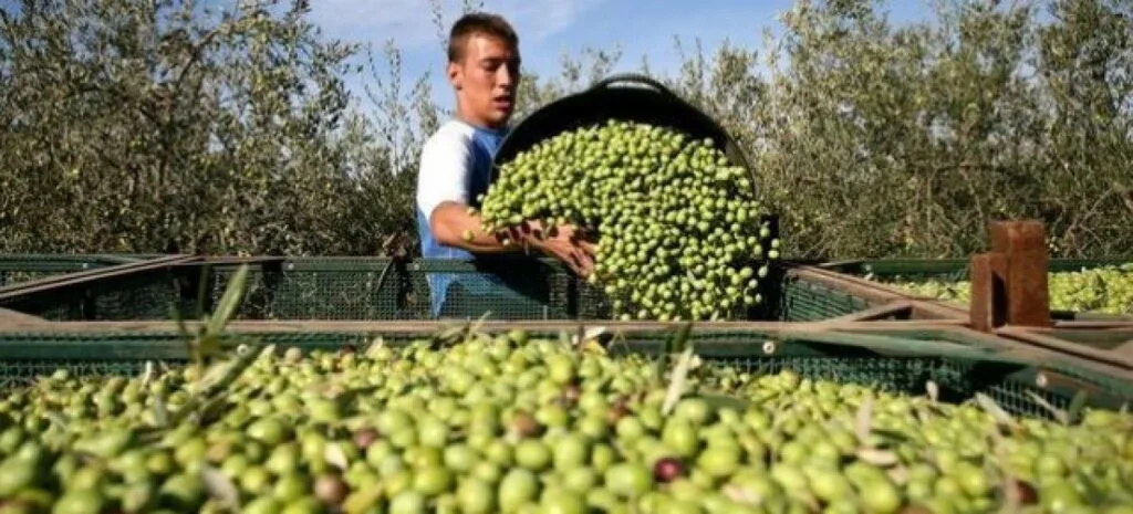 Emergencia olivícola en La Rioja: productores reclaman medidas ante la crisis actual