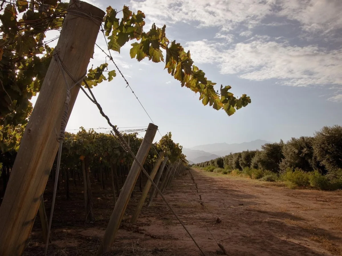 En la cuna de la aceituna, productores enfrentan desafíos para diversificarse