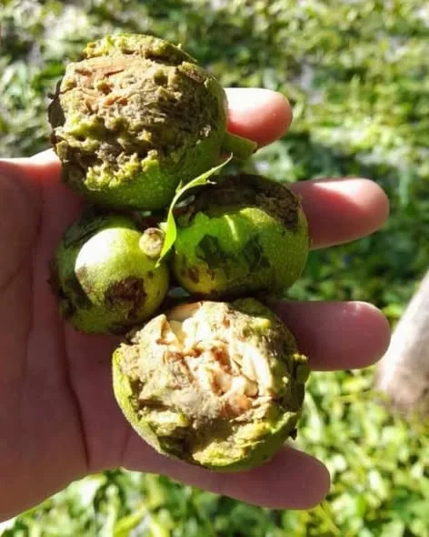 Famatina enfrenta pérdidas totales en la producción de nuez tras el granizo