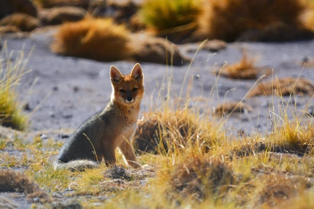 Investigación sobre biodiversidad en la cordillera: el rol del Instituto de Servicios Ambientales