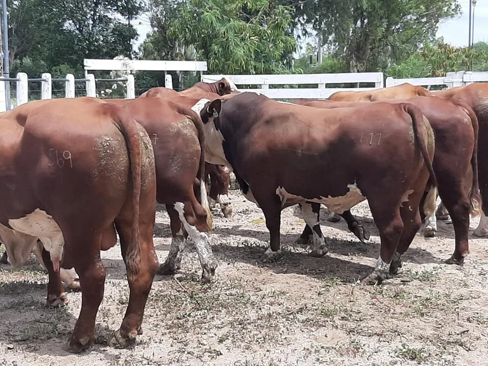 Investigan robo en oficina del INTA: preocupación en la comunidad rural de Chamical