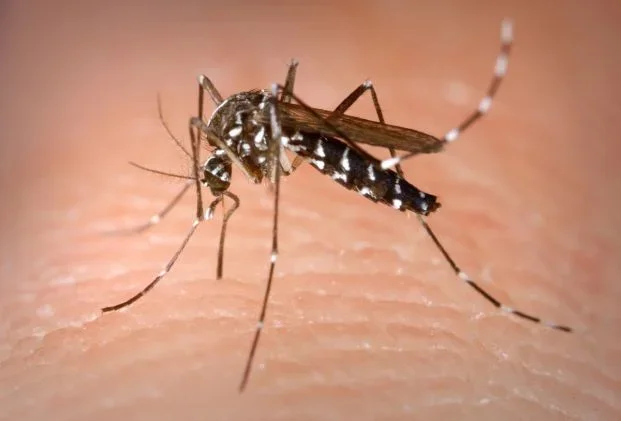 La Rioja respira tranquilidad: sin casos de chikungunya ni dengue en el último informe