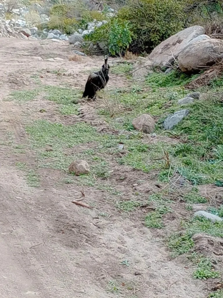 Piden acción inmediata para salvar a cóndor herido en Río El Puma