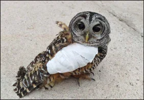 Rescatista de Malligasta promueve la conservación de la fauna autóctona tras salvar lechuza herida