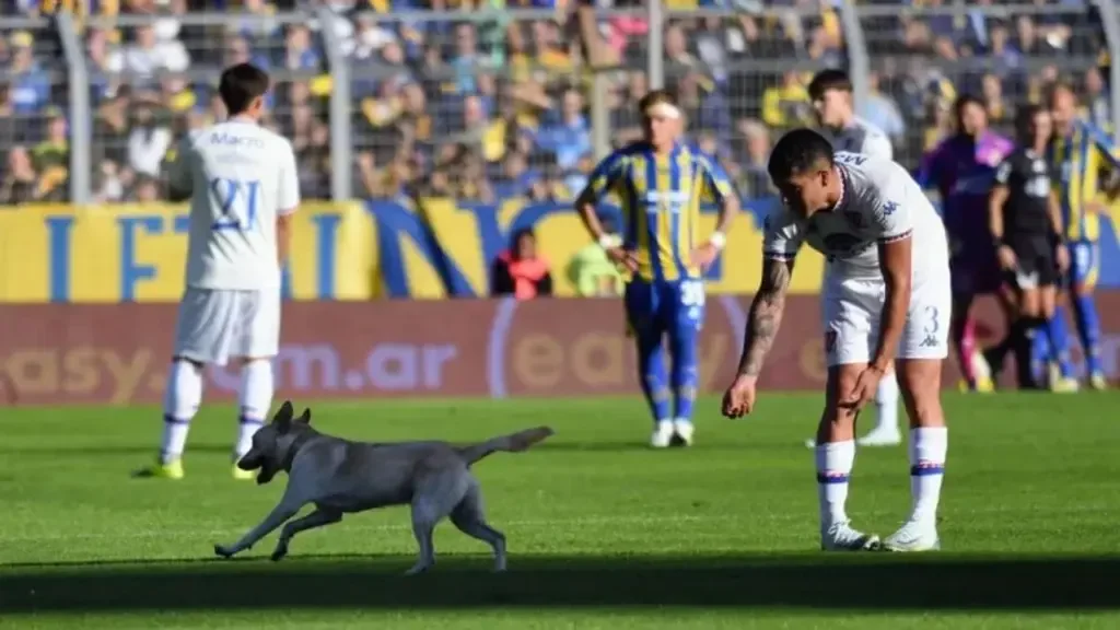 Un perro causa revuelo durante el partido de Rosario Central en Arroyito